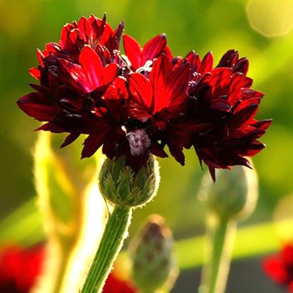 Cozy Crib border garden with vibrant red cornflowers for color depth