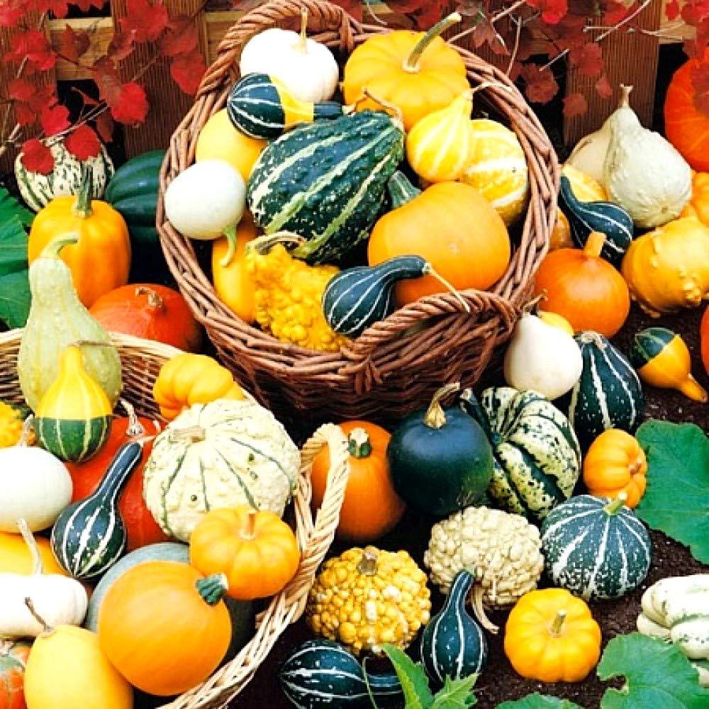 Cozy Crib bottle-shaped pumpkin seeds bring unique focal points to garden beds.
