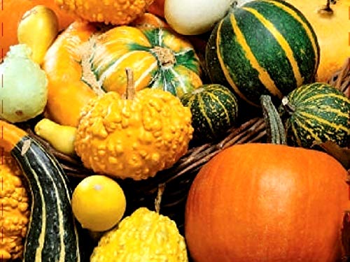 Cozy Crib colorful pumpkin variety seeds offer playful textures for borders and planters.