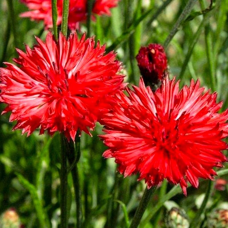 Cozy Crib deadheading to extend bloom on red terry cornflowers