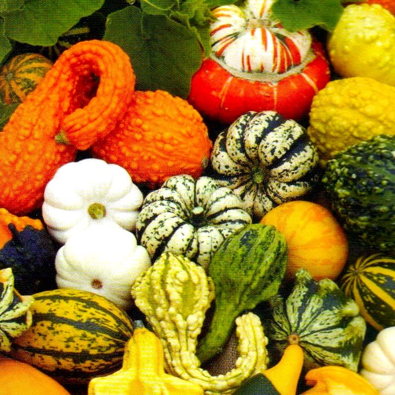 Cozy Crib decorative pumpkin seed mix for colorful garden accents and seasonal displays.