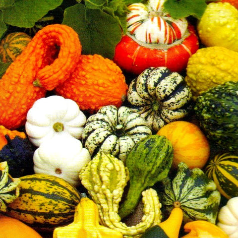Cozy Crib decorative pumpkin seed mix for colorful garden accents and seasonal displays.
