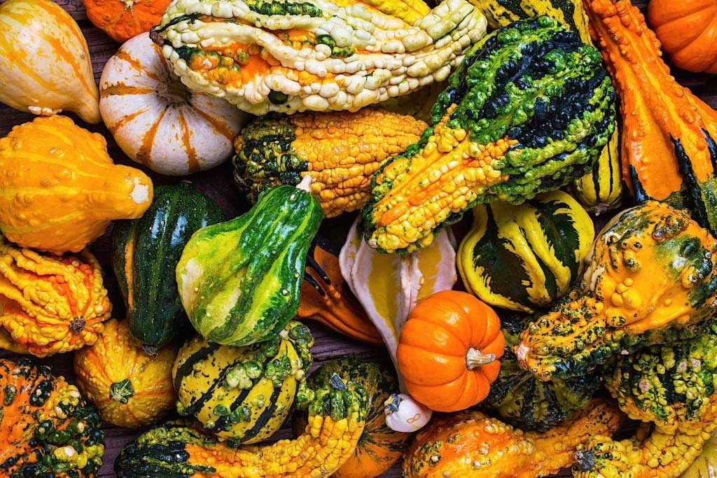 Cozy Crib direct spring sowing pumpkin seeds for easy planting.