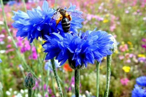 Cozy Crib direct-sown seeds thrive in sunlit soil for quick germination.