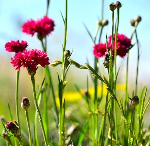 Cozy Crib drought-tolerant annual ideal for low-water landscapes
