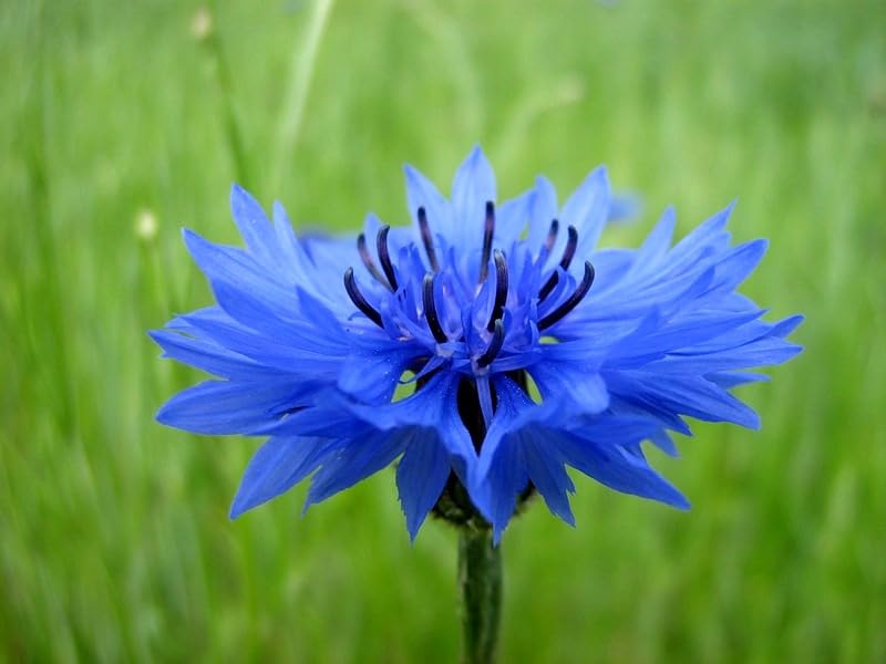 Cozy Crib long-blooming blue flowers provide sustained garden color.
