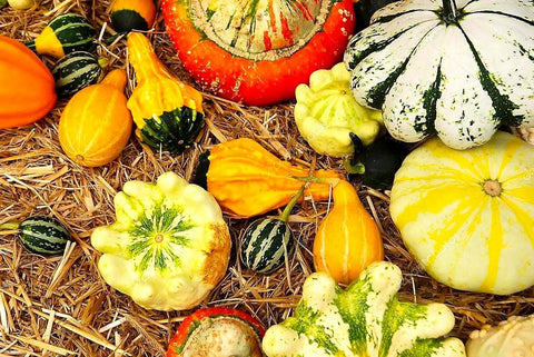 Cozy Crib ornamental gourds seeds showcase multicolor shapes for hedges and porch decor.