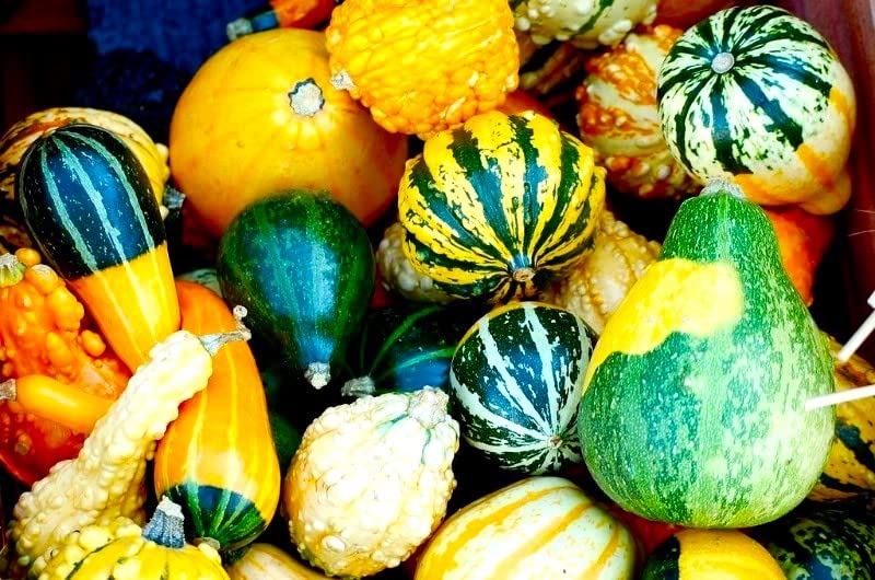Cozy Crib oval pumpkin seeds create charming ornamental features in pots.