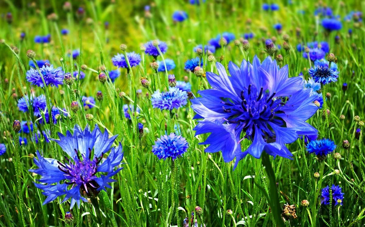 Cozy Crib pollinator-friendly blooms attract bees and butterflies.