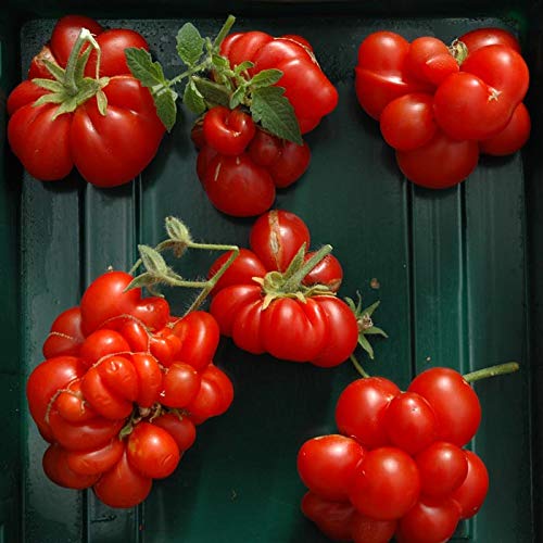 Cozy Crib Reisetomate seeds pack front for easy at-home planting.