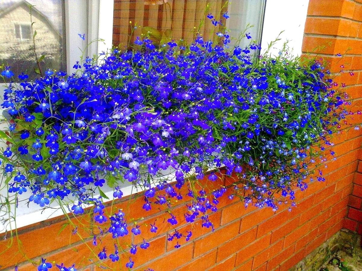 Cozy Crib Lobelia Blue Cascade adds blue drape to rock gardens and patios.
