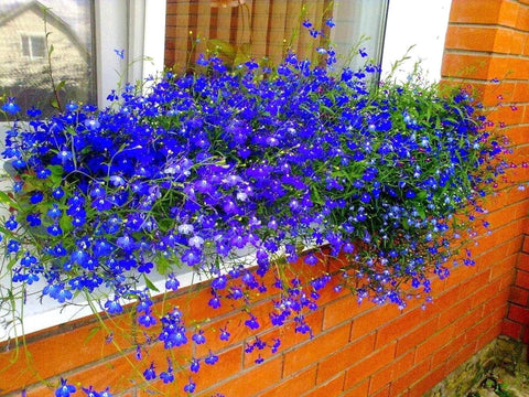 Cozy Crib Lobelia Blue Cascade adds blue drape to rock gardens and patios.