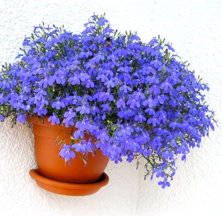 Cozy Crib Lobelia Blue Cascade tolerates drought once established for low-maintenance care.