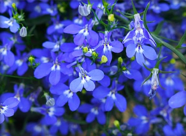 Cozy Crib Lobelia Blue Cascade attracts pollinators to your garden.