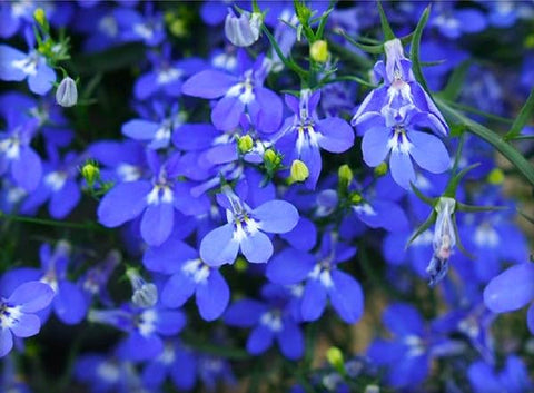 Cozy Crib Lobelia Blue Cascade attracts pollinators to your garden.