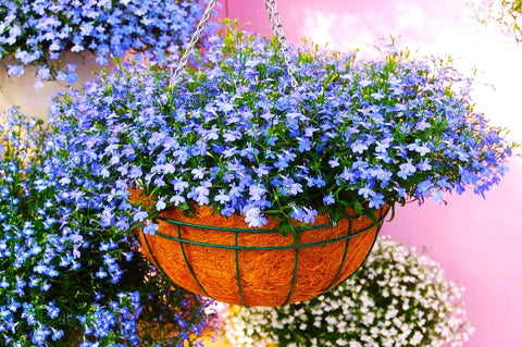 Cozy Crib Seeds Lobelia Blue Cascade prefers cool temperatures for extended bloom.