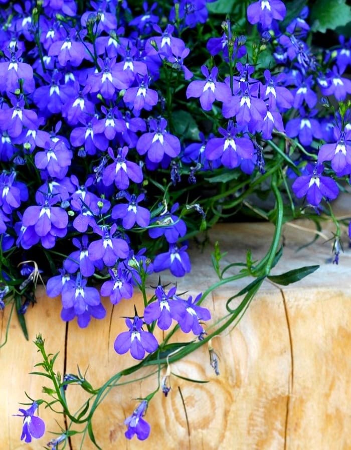 Cozy Crib Seeds Lobelia Blue Cascade helps create a floral carpet when planted densely.