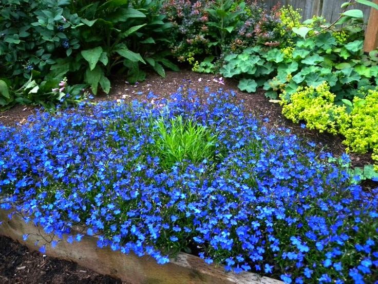Cozy Crib Seeds Lobelia Blue Cascade germinates in 7-14 days with proper care.