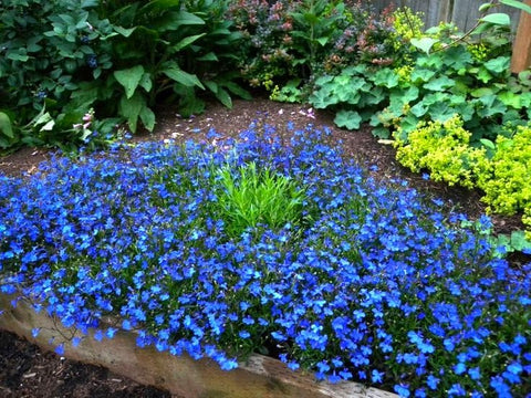 Cozy Crib Seeds Lobelia Blue Cascade germinates in 7-14 days with proper care.
