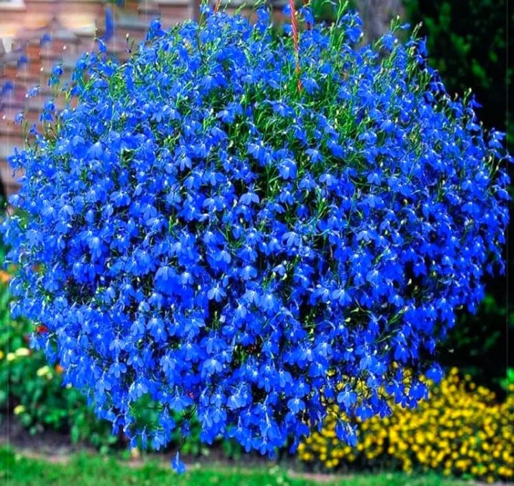 Cozy Crib Lobelia Blue Cascade forms a lush groundcover along borders.