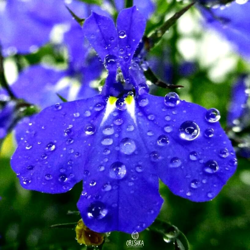 Cozy Crib Seeds Lobelia Blue Cascade trails beautifully in hanging baskets.