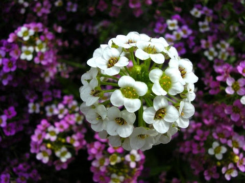 Cozy Crib Seeds Sweet Alyssum border-covering blooms in mixed colors