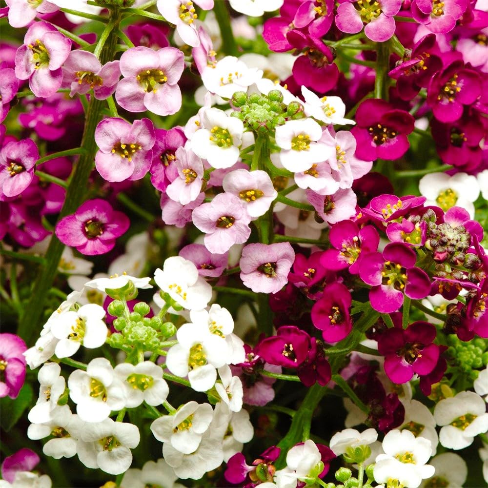 Cozy Crib Seeds Sweet Alyssum colorful bloom for borders and ground cover