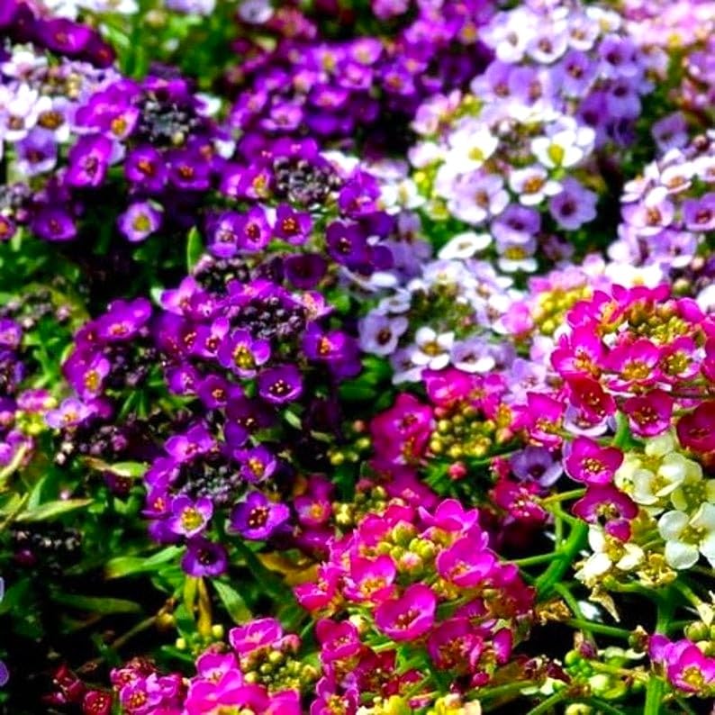 Cozy Crib Seeds Sweet Alyssum in containers for bright, low-growing display