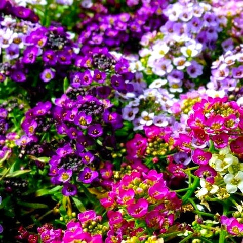 Cozy Crib Seeds Sweet Alyssum in containers for bright, low-growing display