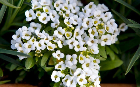 Cozy Crib Seeds Sweet Alyssum drought-tolerant ground cover in sun