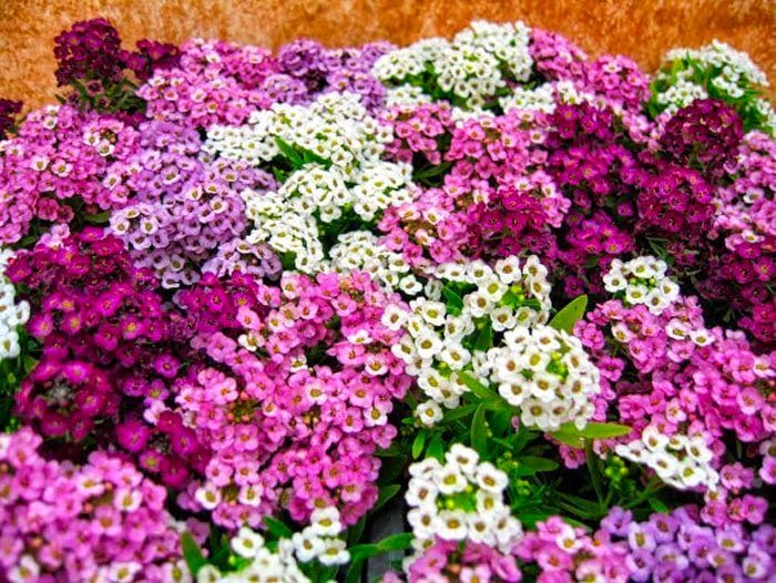 Cozy Crib Seeds Sweet Alyssum early sowing for fast color