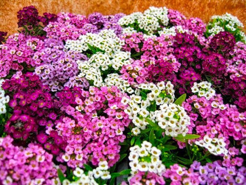 Cozy Crib Seeds Sweet Alyssum early sowing for fast color