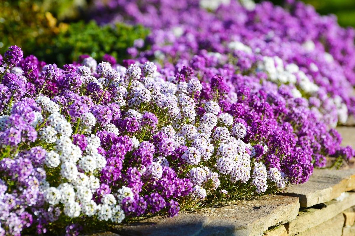 Cozy Crib Seeds Sweet Alyssum fragrant dust over garden path