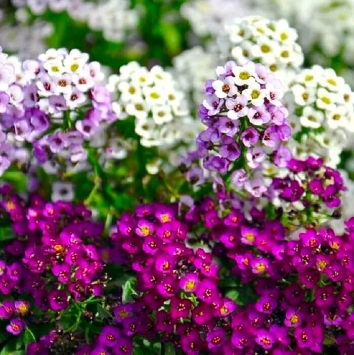 Cozy Crib Seeds Sweet Alyssum multicolor flowers brighten beds
