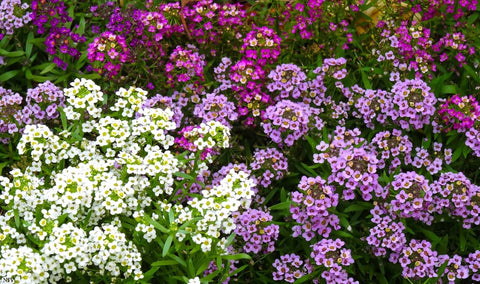 Cozy Crib Seeds Sweet Alyssum non-GMO seed mix for easy planting