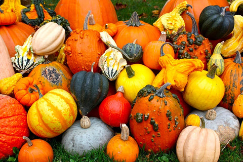 Cozy Crib striped pumpkin seeds add visual interest to trellises and fences.