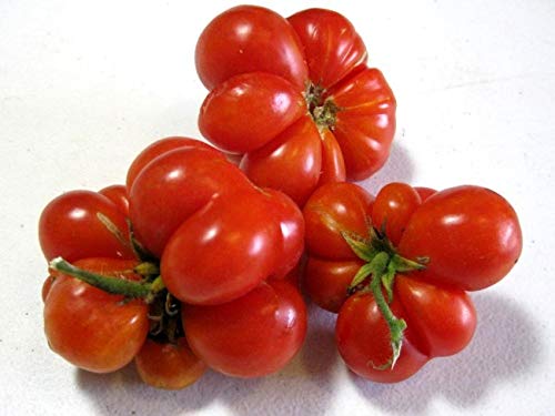 Cozy Crib Travel Voyage tomato cluster on the vine ready for harvest.