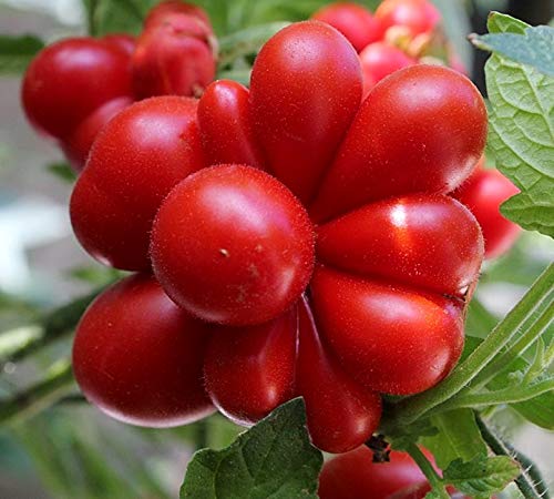 Cozy Crib Travel Voyage tomato fruit close-up for vibrant fresh salads.