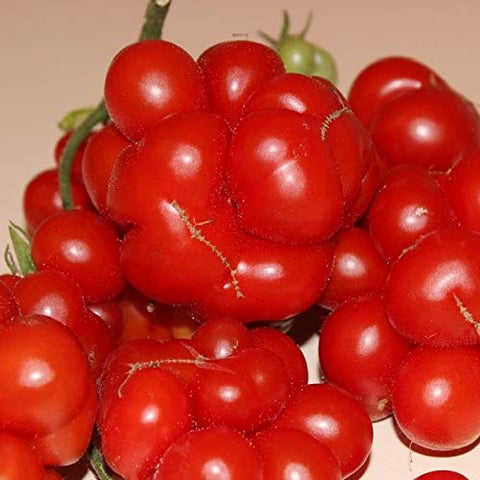 Cozy Crib Travel Voyage tomato on the vine shows heirloom charm.