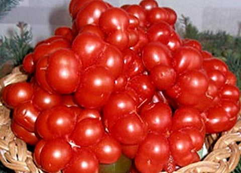 Cozy Crib Travel Voyage tomato unusual fruit shape for eye-catching displays.