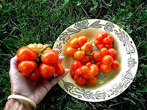 Cozy Crib Travel Voyage tomatoes ready for harvest in 80 to 90 days.
