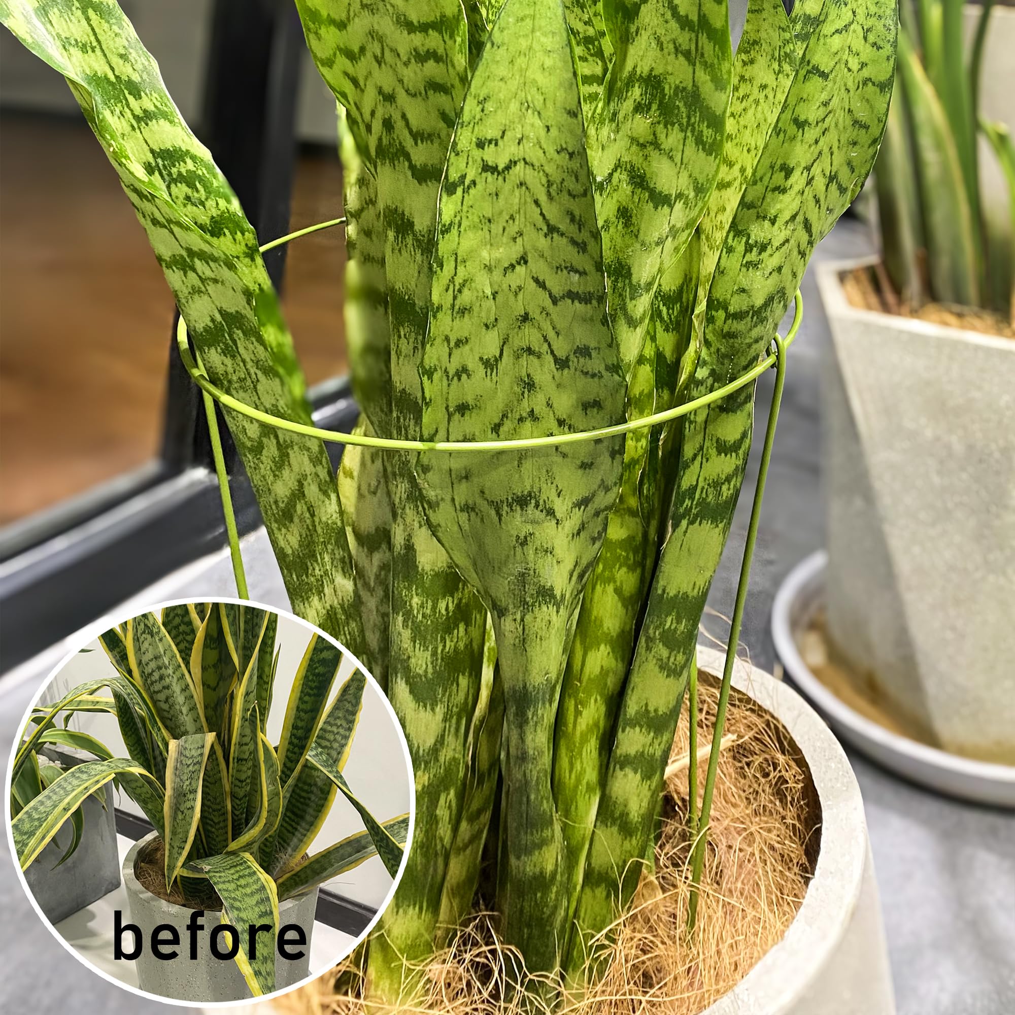 Cozyou green plant cage for flowers blends with indoor and outdoor greenery