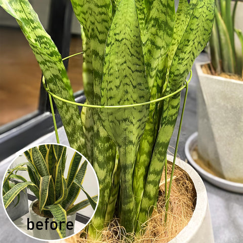 Cozyou green plant cage for flowers blends with indoor and outdoor greenery