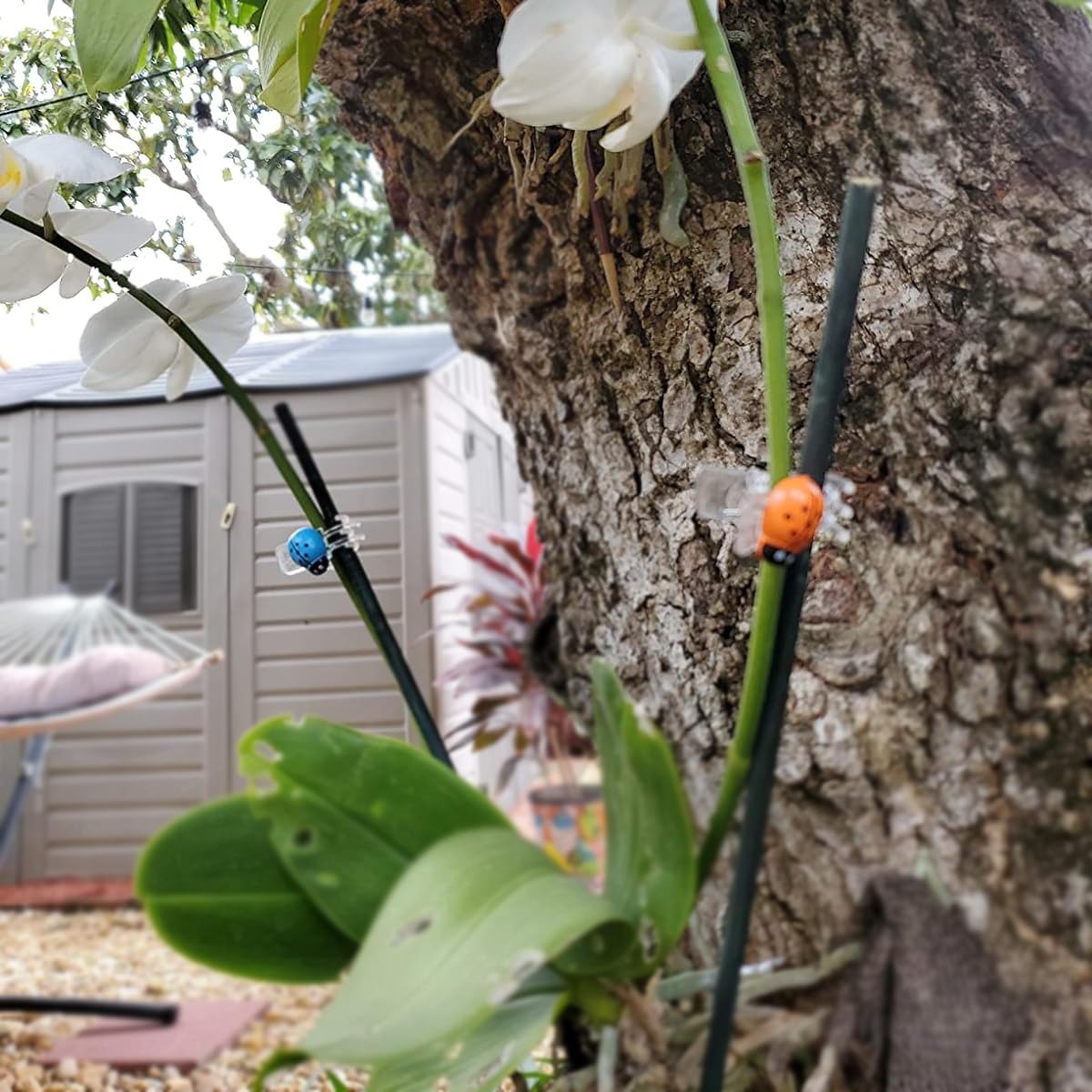 Cozyou plant-support clip keeps vines upright on garden stakes.