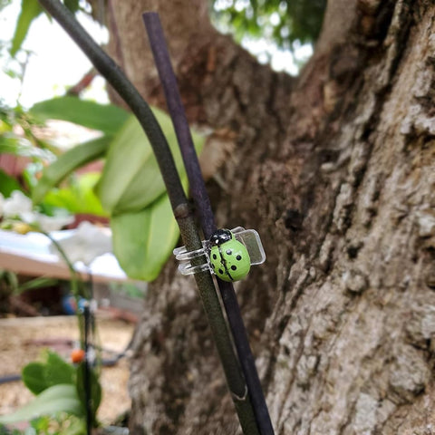 Cozyou spring-release clip allows easy removal as plants grow.