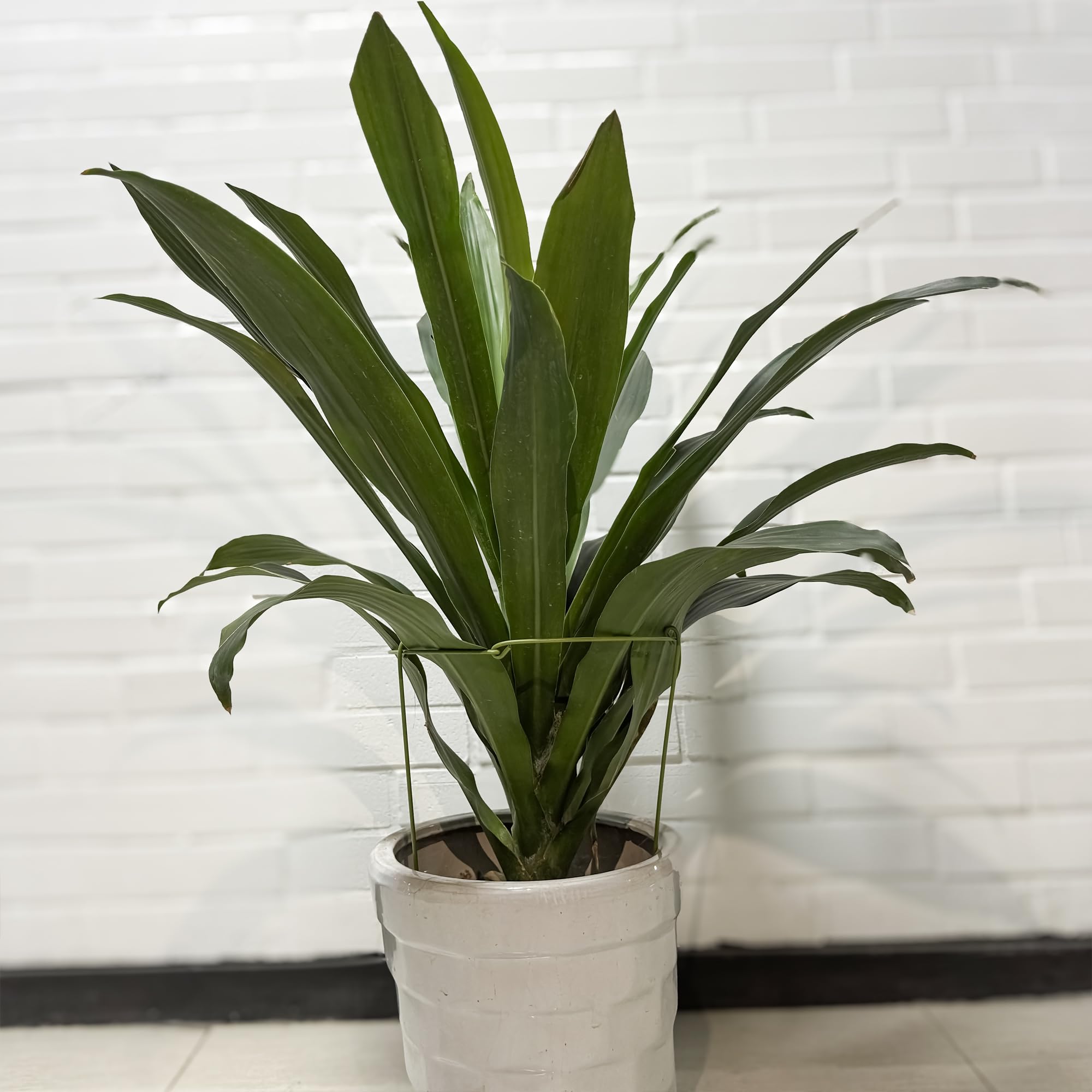 Cozyou wind and rain protection with sturdy construction safeguards blooms