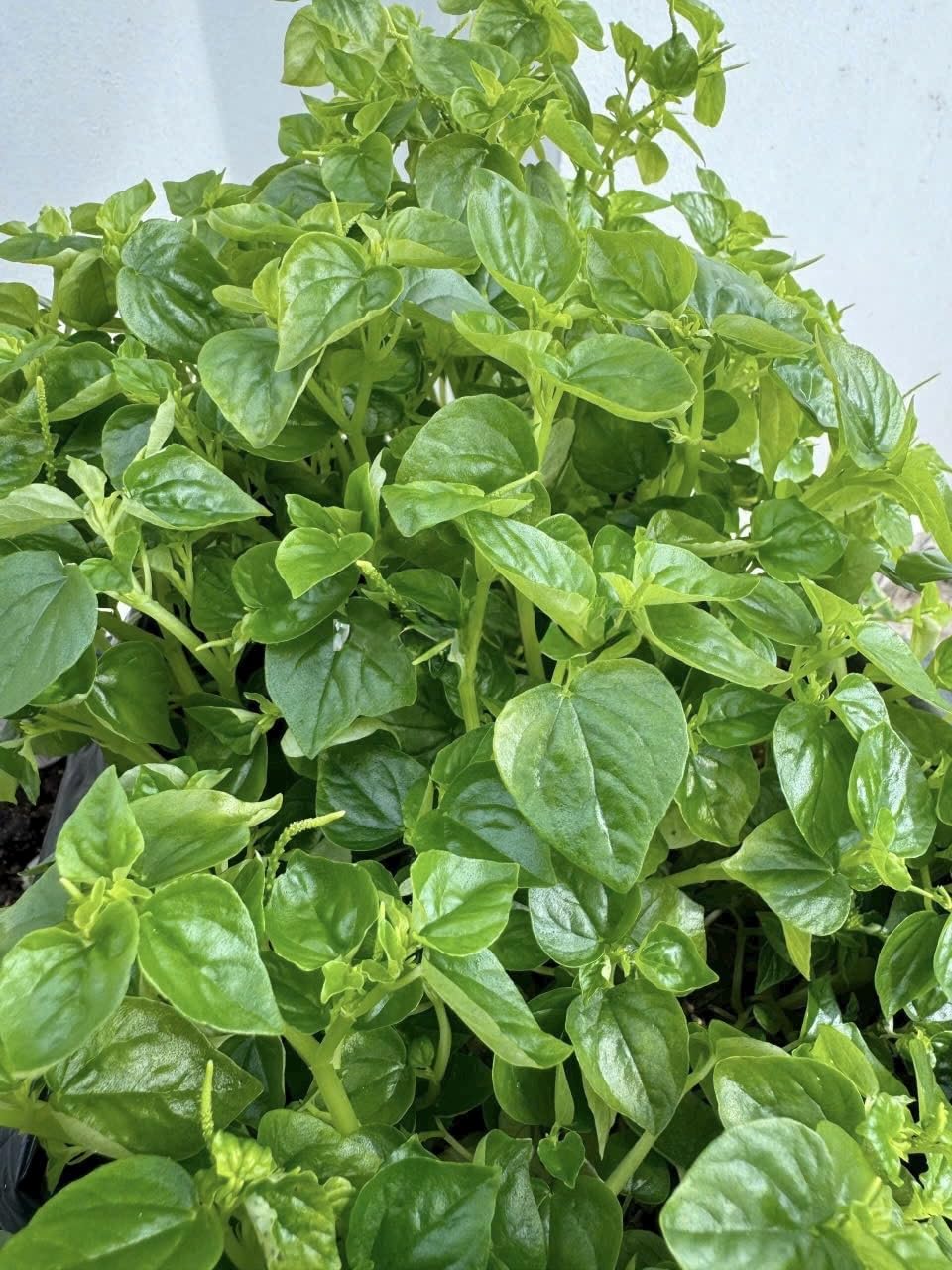 Crab Claw Seeds: close-up of vibrant claw-shaped leaves for fresh backyard herbs.