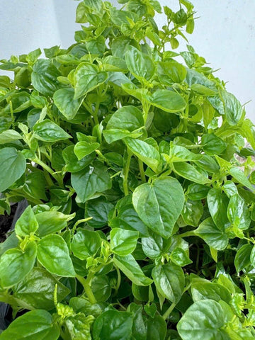 Crab Claw Seeds: close-up of vibrant claw-shaped leaves for fresh backyard herbs.