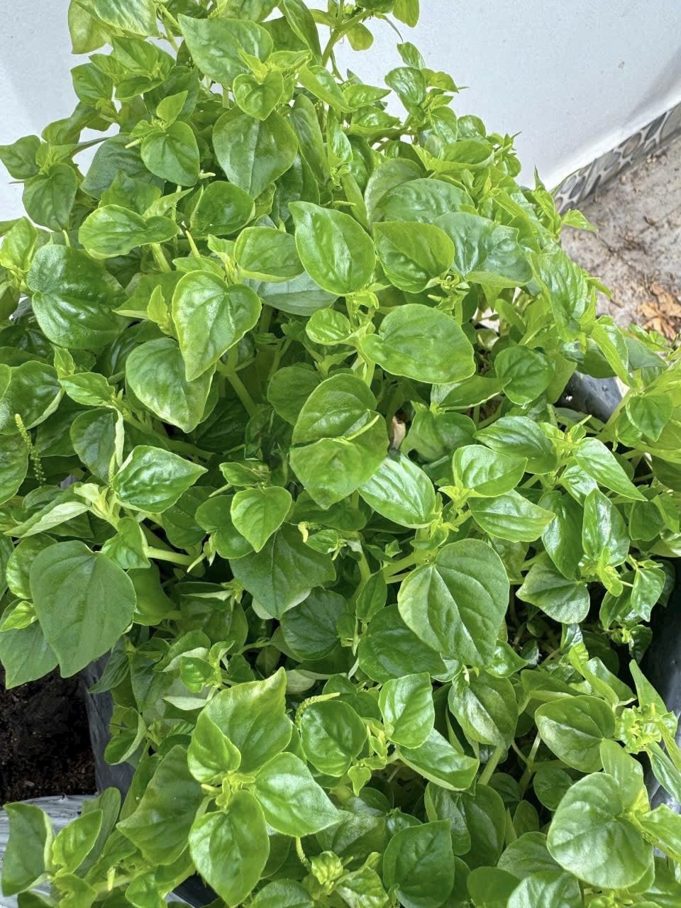 Crab Claw Seeds: young plant thriving in a container garden setup.