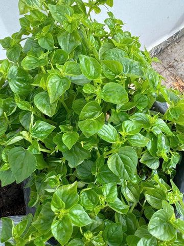 Crab Claw Seeds: young plant thriving in a container garden setup.